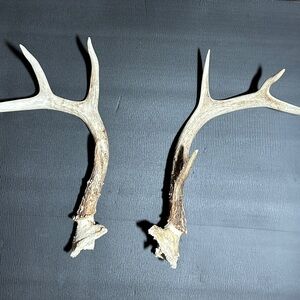 Whitetail Deer Antlers From East Texas. Great For Rattling! 1 Pound 4.7 Ounces